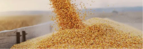 Alimentos y balanceados